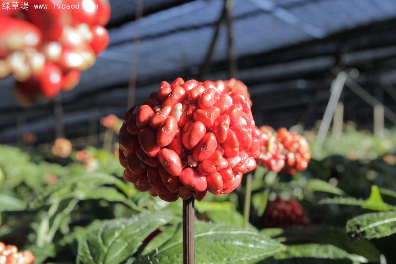 三七果實 三七果實