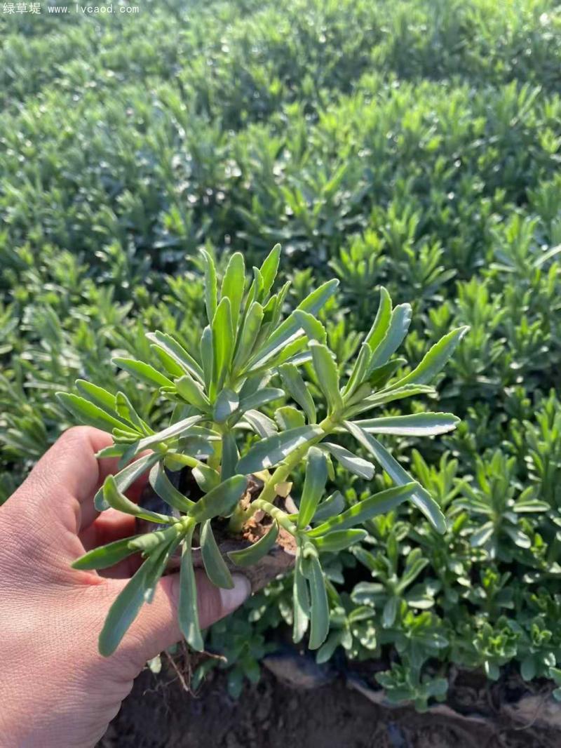 三七景天 三七景天