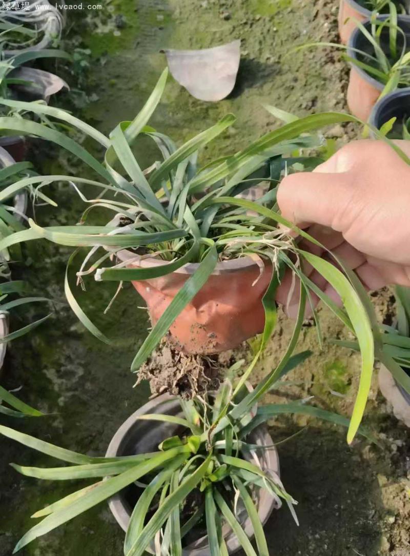 蘭花三七 蘭花三七