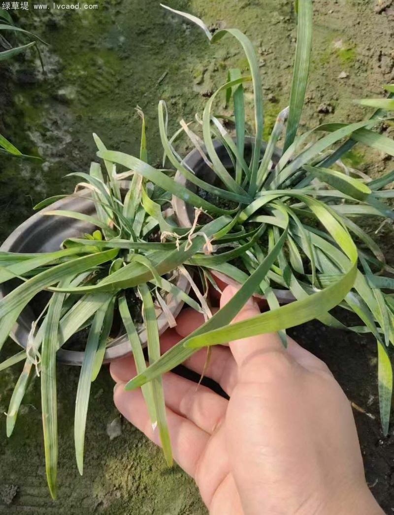 蘭花三七 蘭花三七