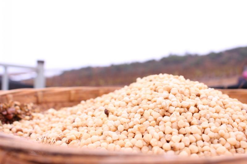 三七種子 三七種子