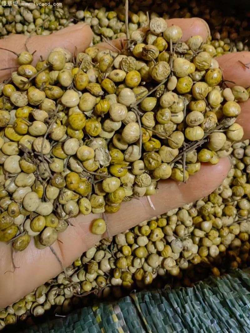 漆樹種子 漆樹種子