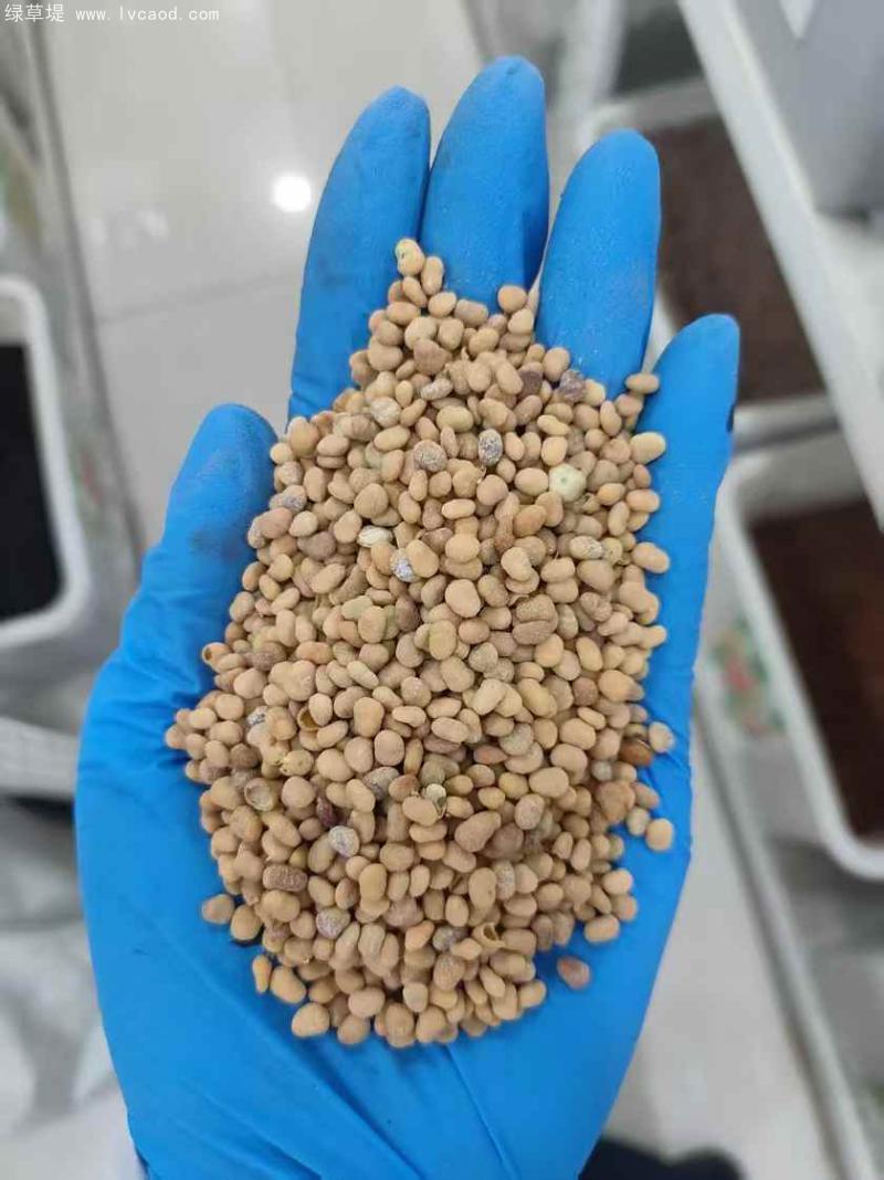 漆樹種子 漆樹種子