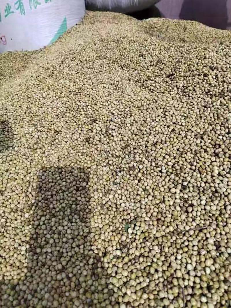 漆樹種子 漆樹種子