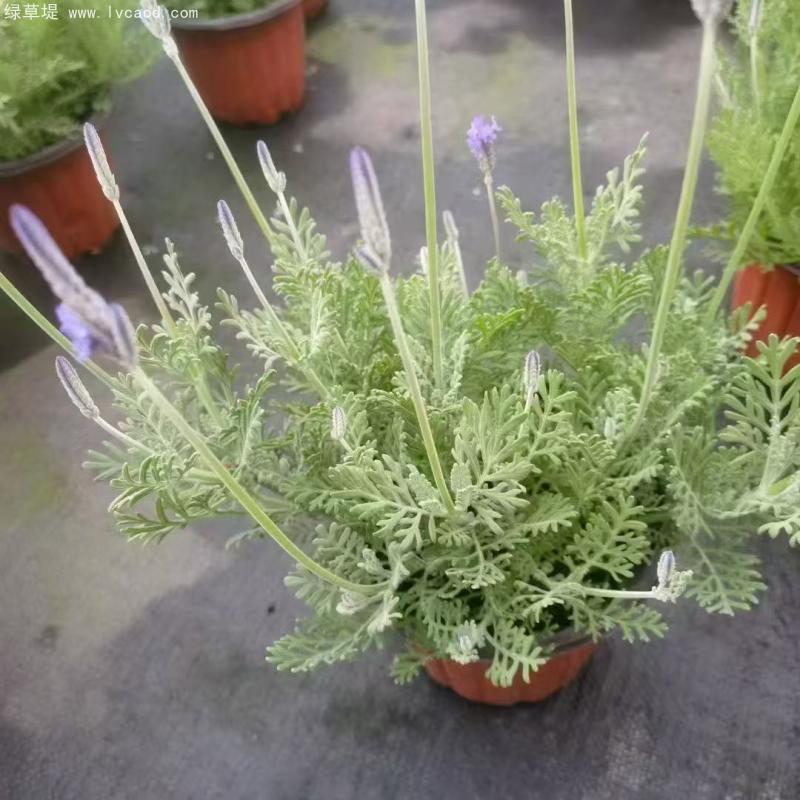 薰衣草盆栽 薰衣草盆栽