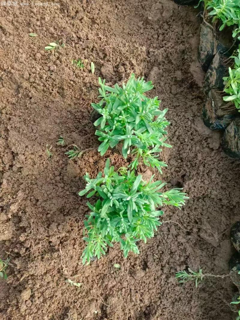 薰衣草盆栽 薰衣草盆栽