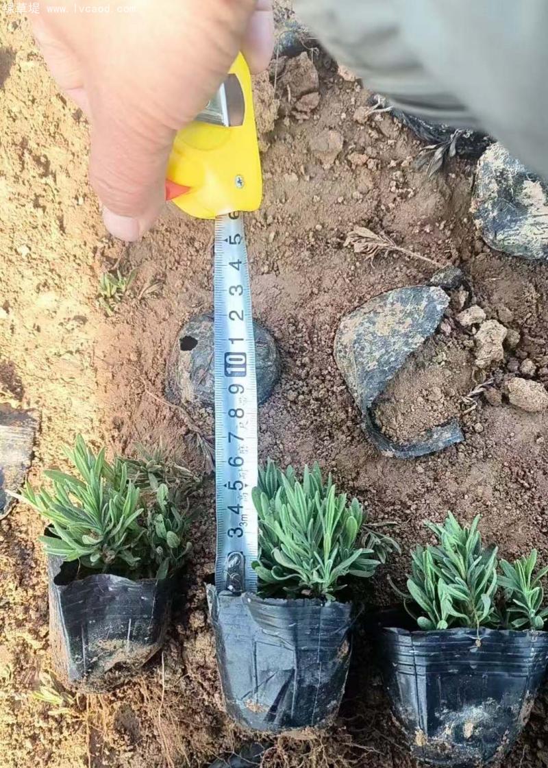 薰衣草盆栽 薰衣草盆栽