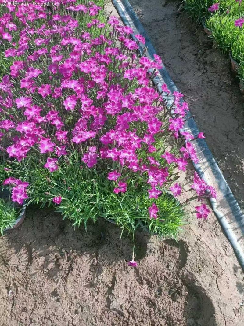 歐石竹盆栽 歐石竹盆栽