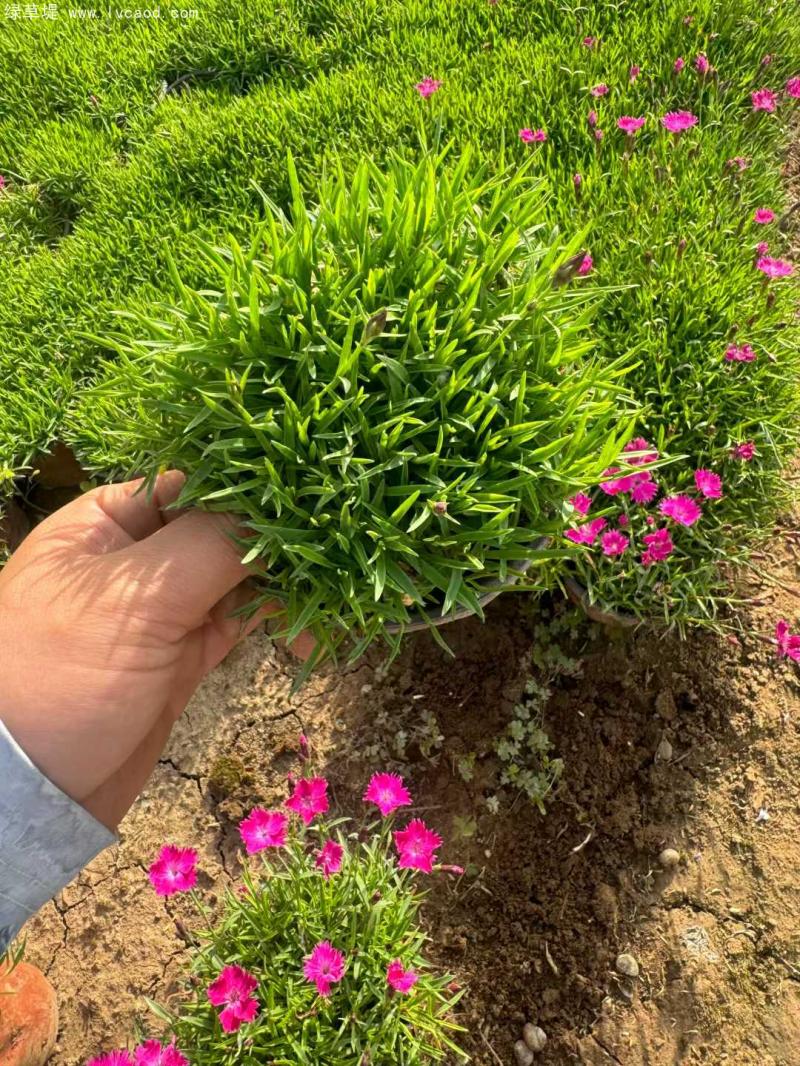 歐石竹盆栽 歐石竹盆栽