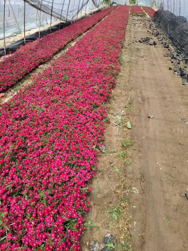 常夏石竹盆栽 常夏石竹盆栽