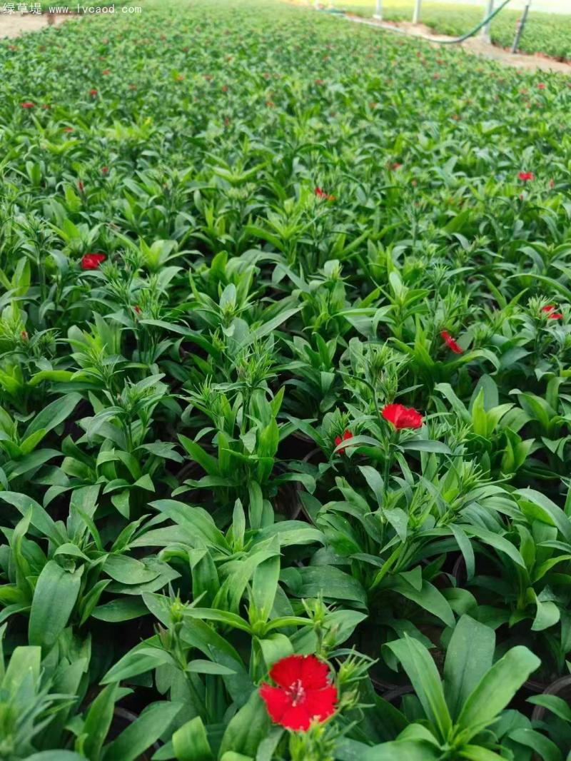 美國石竹盆栽 美國石竹盆栽