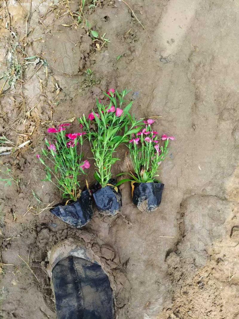 常夏石竹盆栽 常夏石竹盆栽