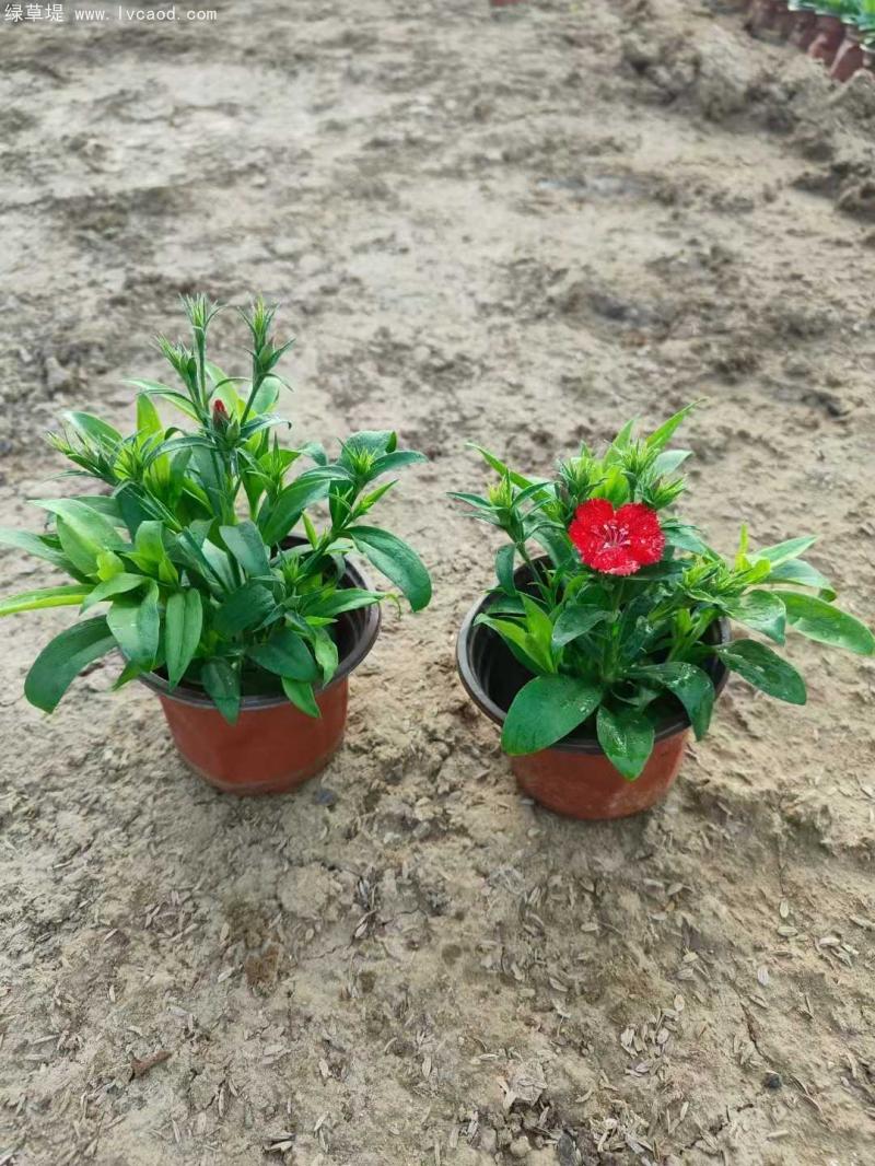 美國石竹盆栽 美國石竹盆栽