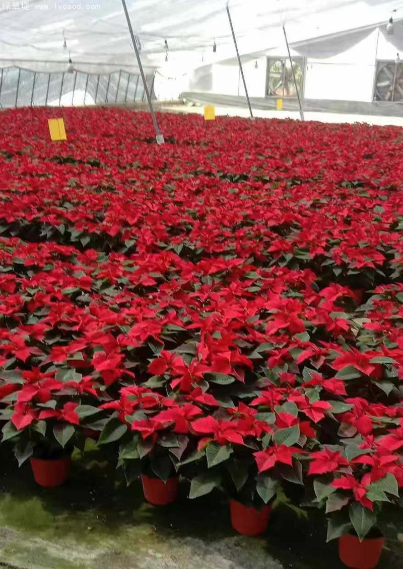 一品紅植株 一品紅植株