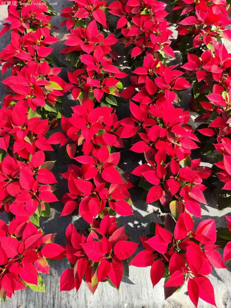 一品紅植株 一品紅植株