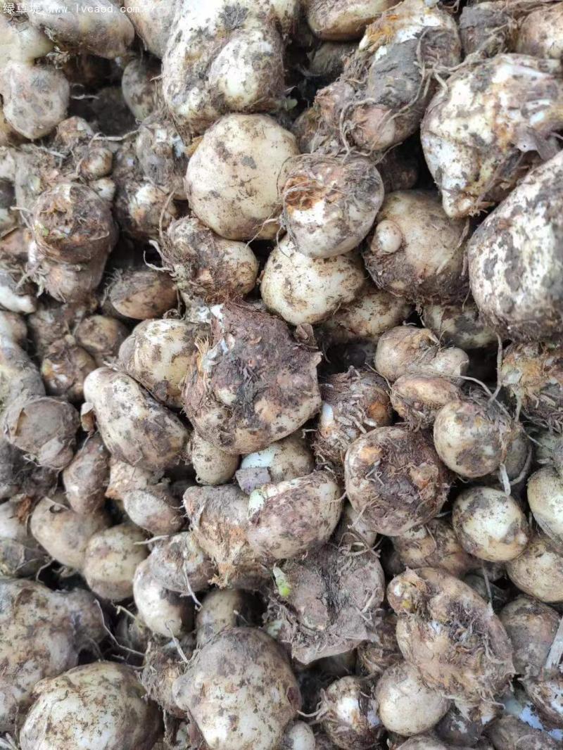 天南星種球根莖 天南星種球根莖