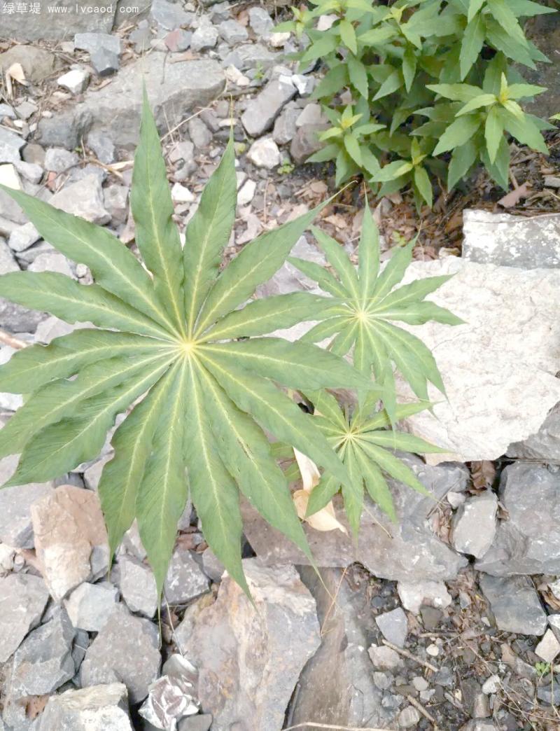 天南星葉子 天南星葉子