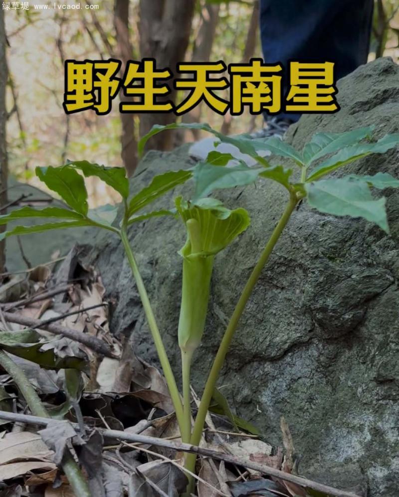 天南星葉子 天南星葉子