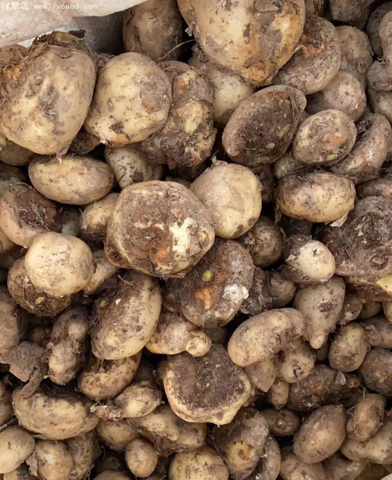 天南星種球根莖 天南星種球根莖