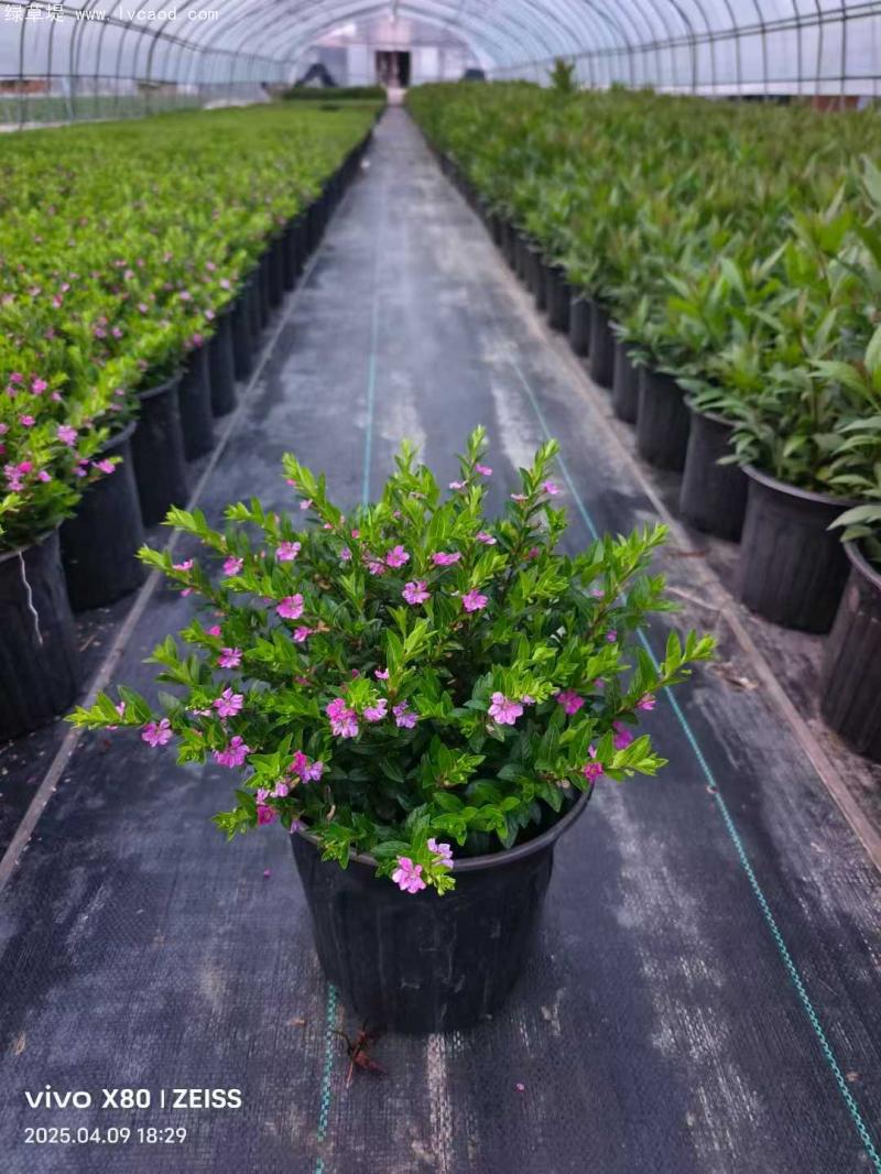 滿天星盆栽 滿天星盆栽