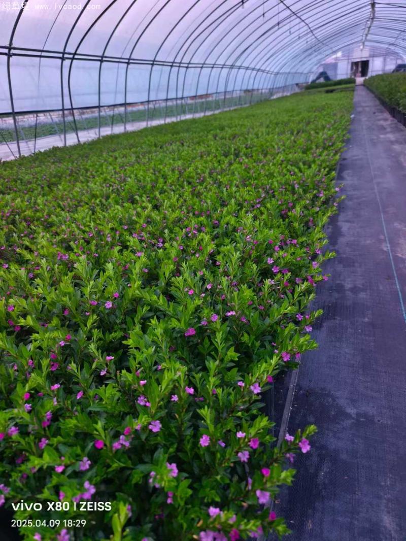 滿天星盆栽 滿天星盆栽