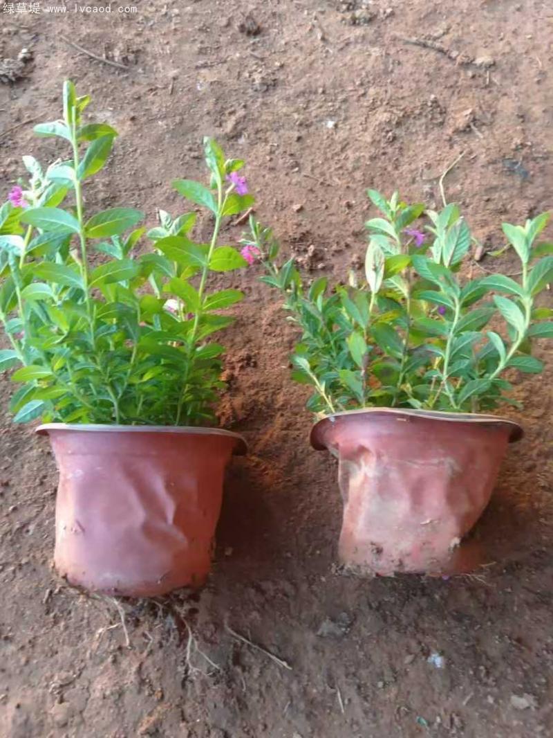 滿天星盆栽 滿天星盆栽