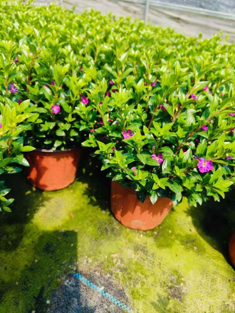 滿天星盆栽 滿天星盆栽