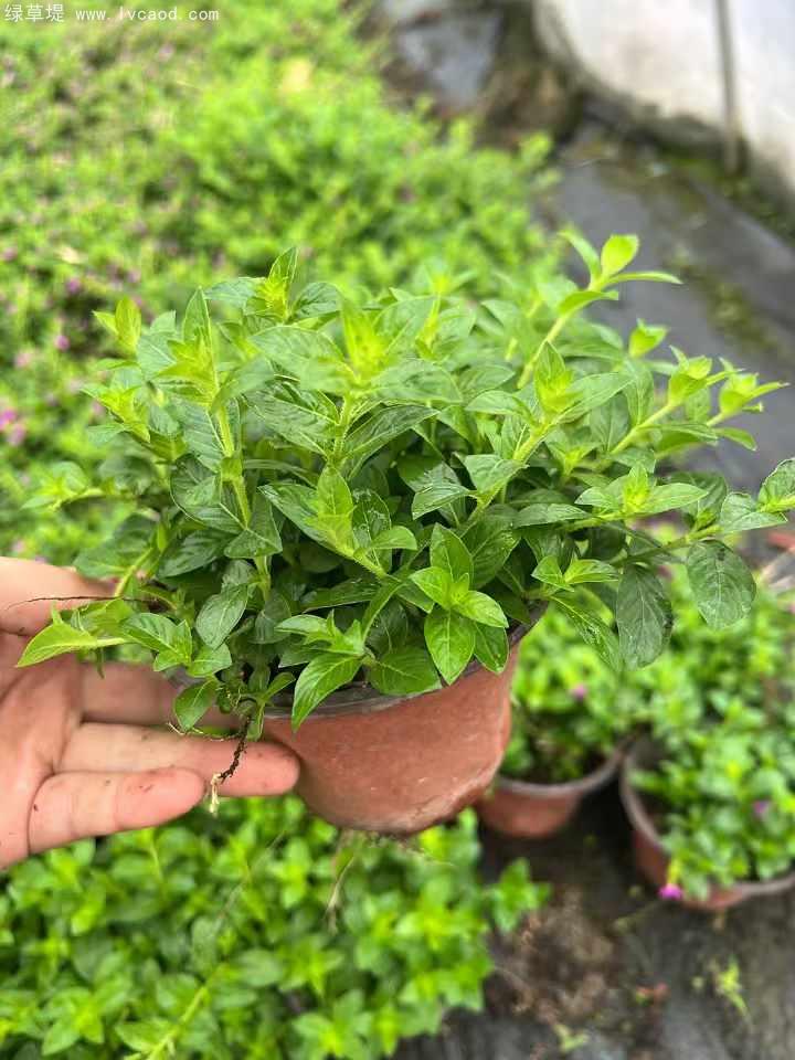 滿天星盆栽 滿天星盆栽