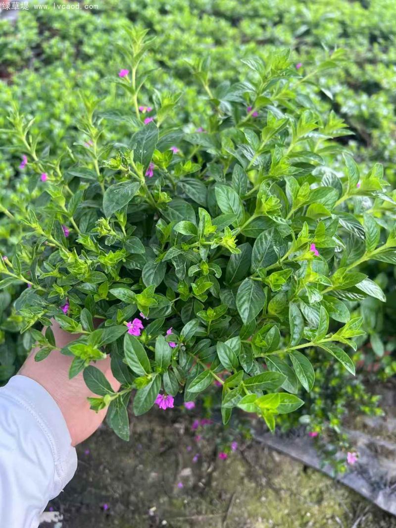 滿天星盆栽 滿天星盆栽