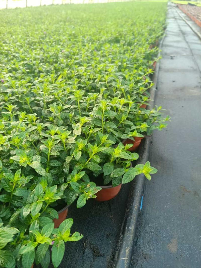 滿天星盆栽 滿天星盆栽