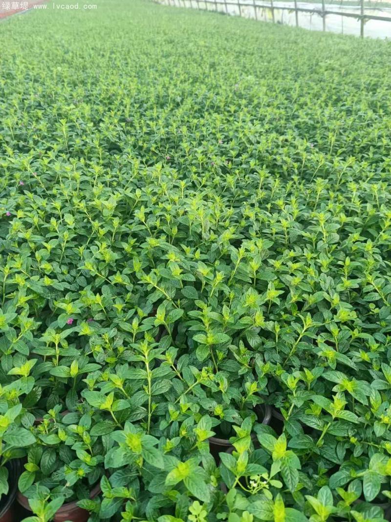 滿天星盆栽 滿天星盆栽