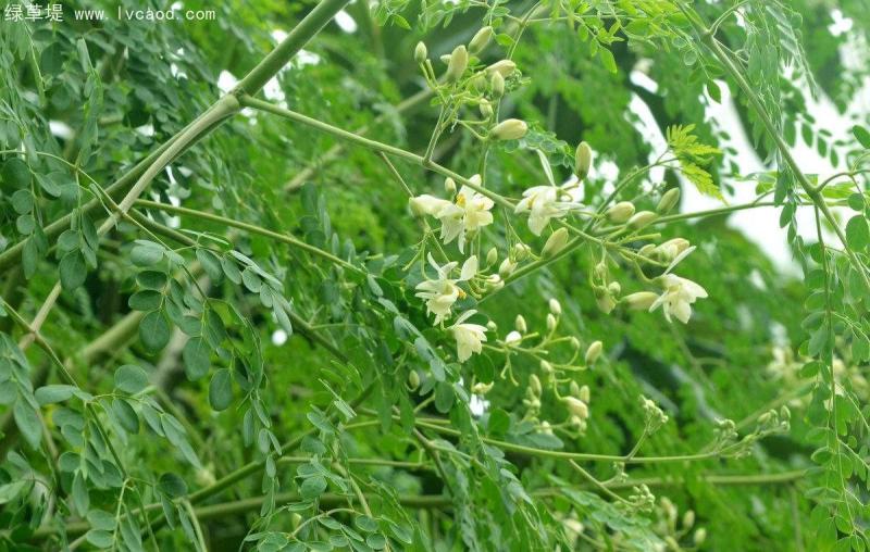 辣木花朵 辣木花朵
