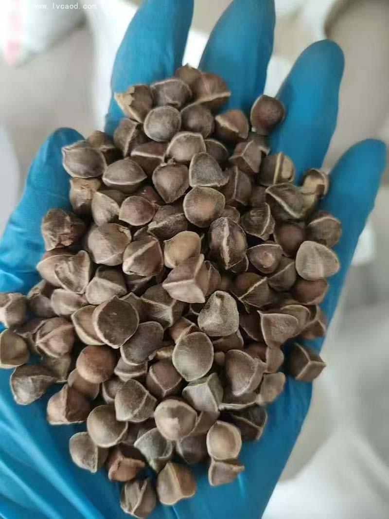 辣木種子 辣木種子