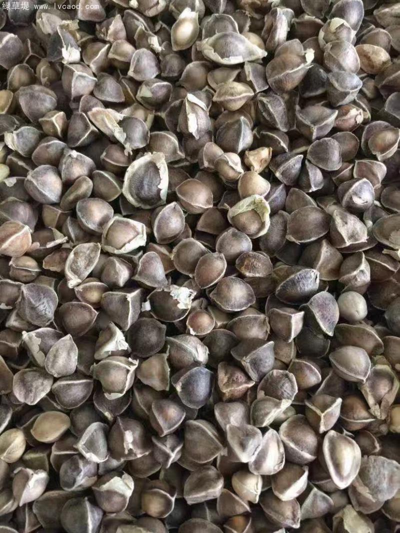 辣木種子 辣木種子