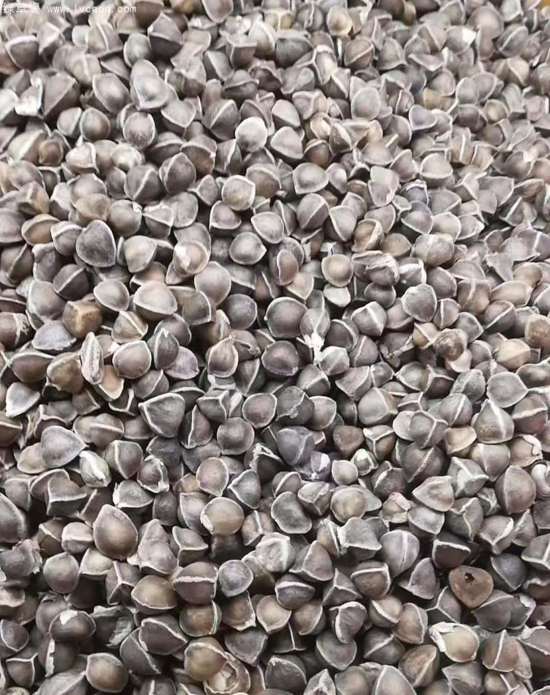 辣木種子 辣木種子