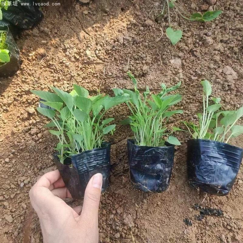 紫花地丁盆栽 紫花地丁盆栽