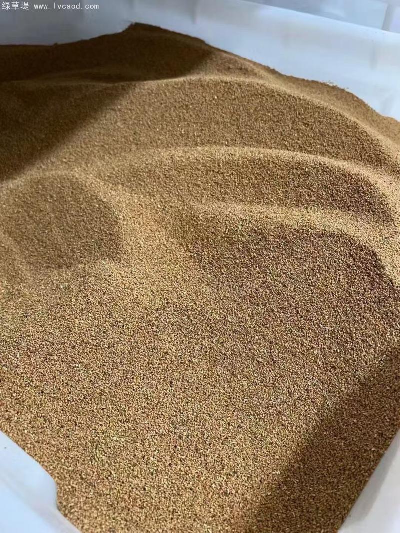 紫花地丁種子 紫花地丁種子