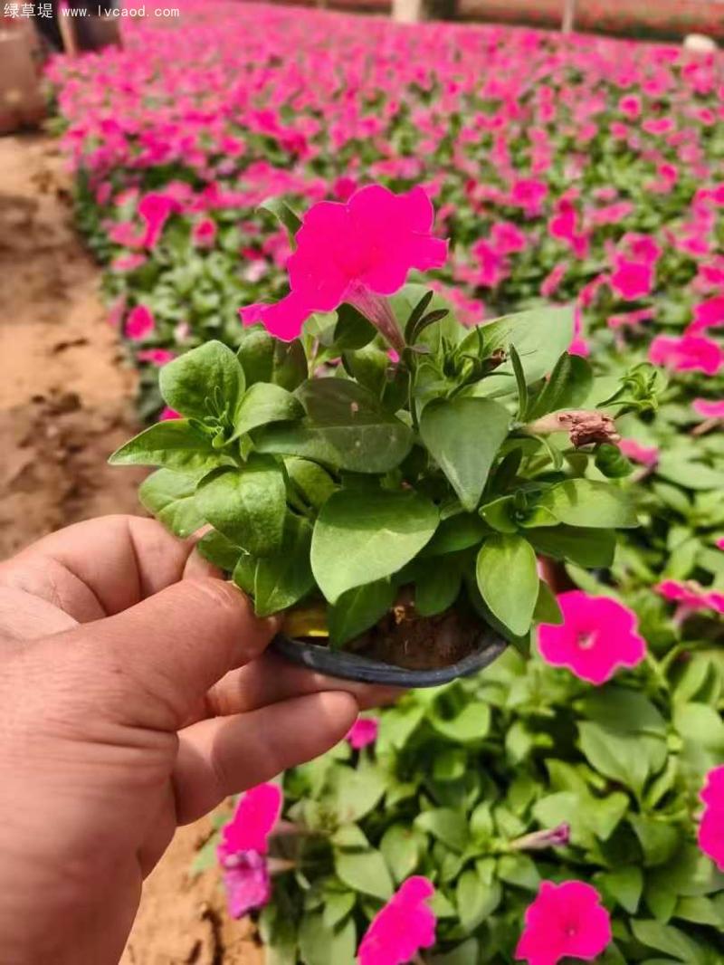 牽?；ㄅ柙?/></p><p style=