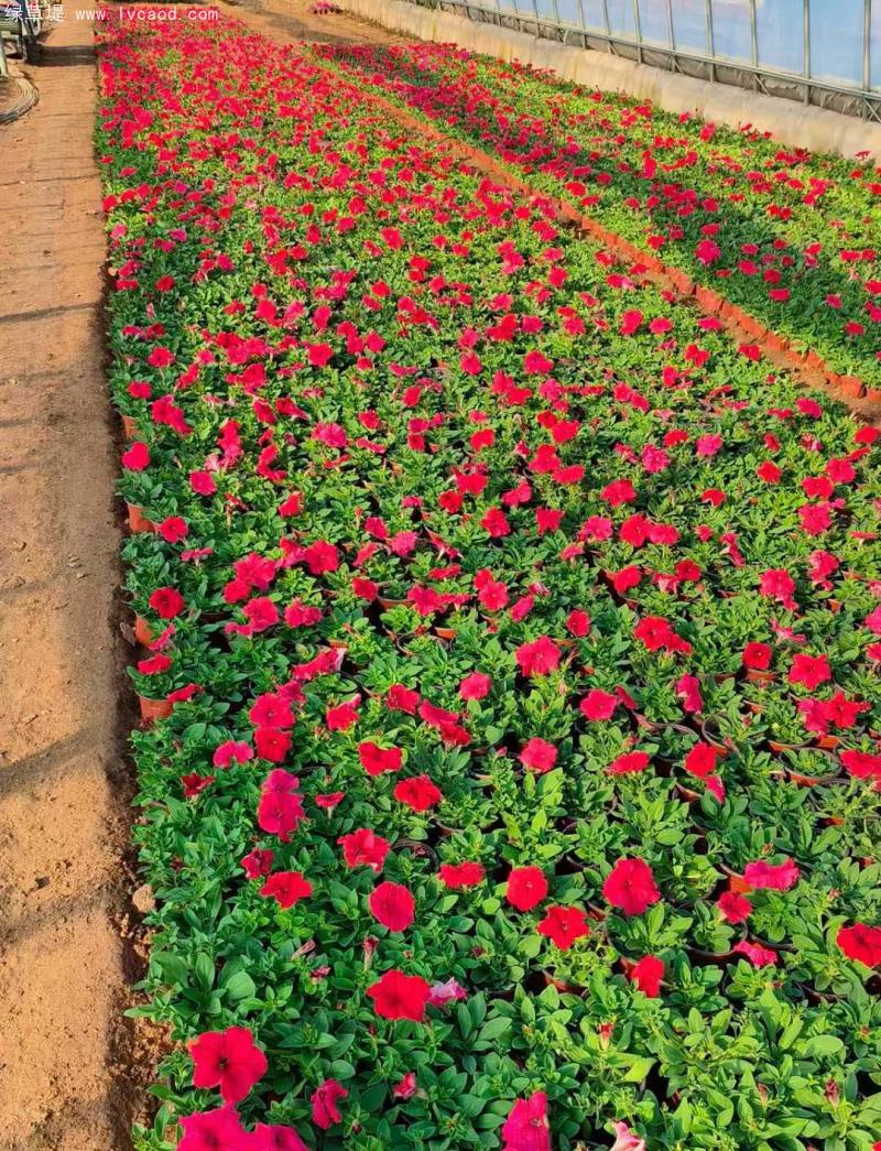 牽?；ㄅ柙?/></p><p style=