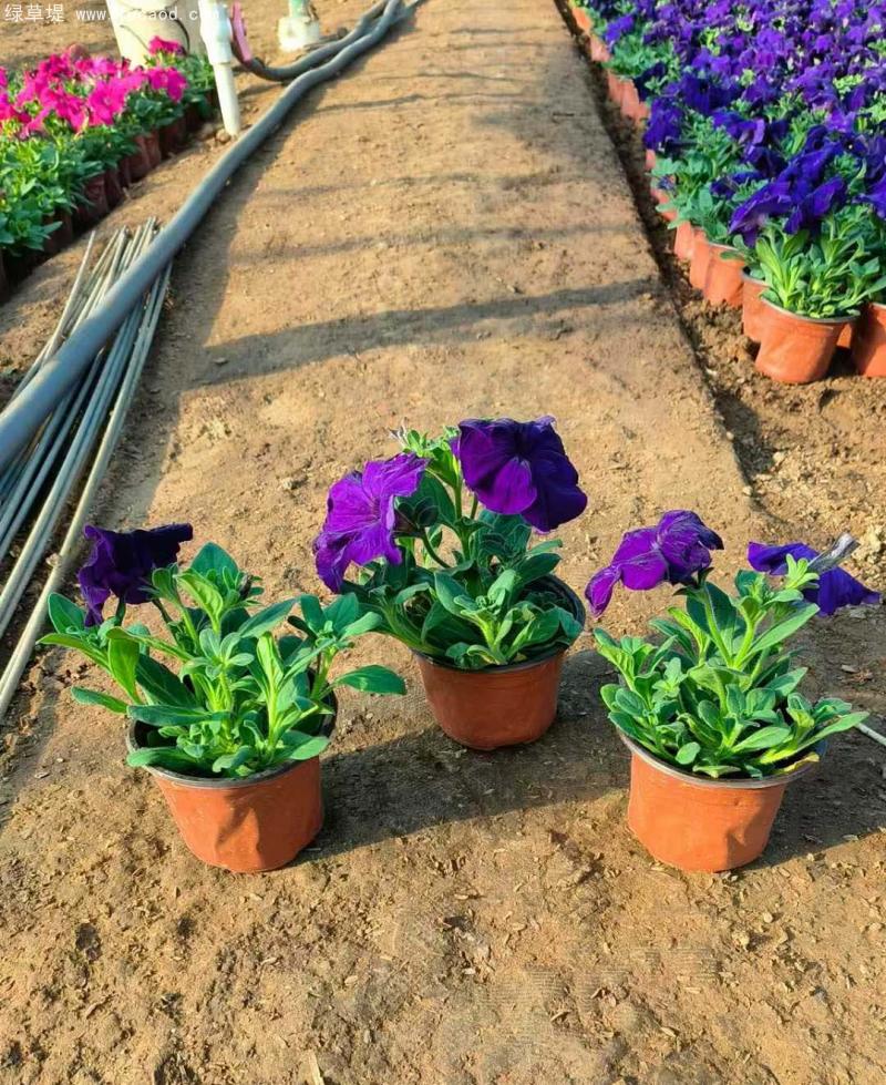 牽?；ㄅ柙?/></p><p style=