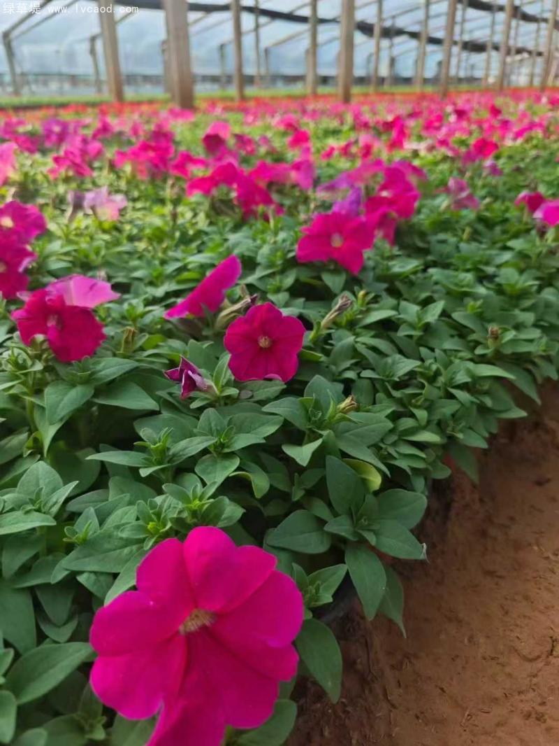 牽?；ㄅ柙?/></p><p style=