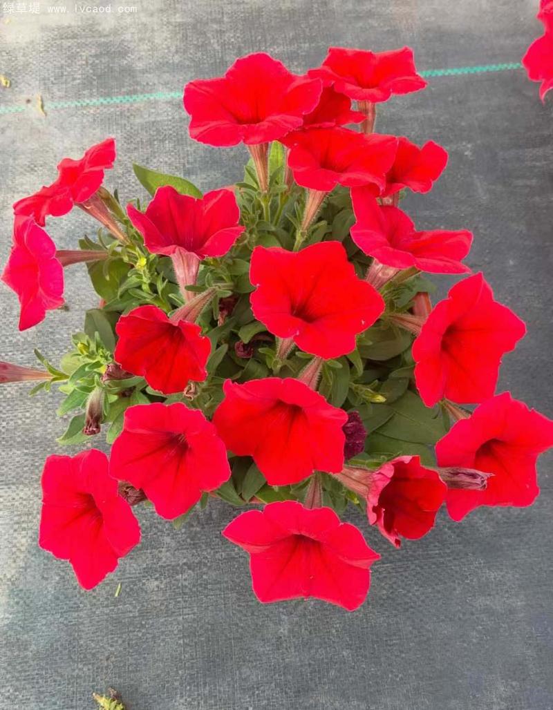 牽?；ㄅ柙?/></p><p style=