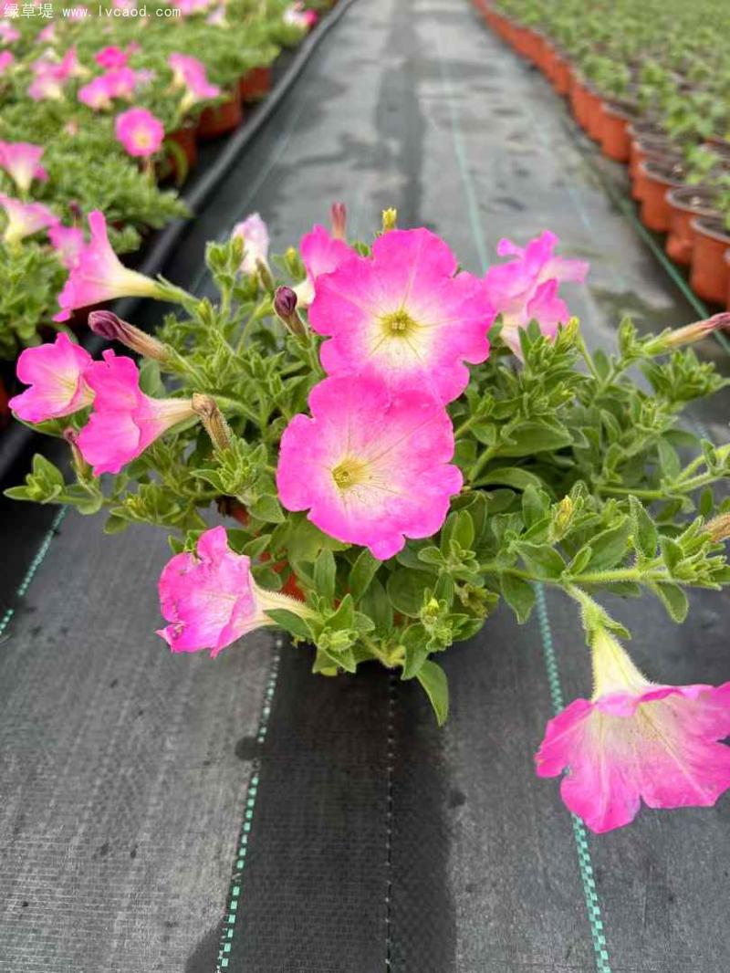 牽?；ㄅ柙?/></p><p style=