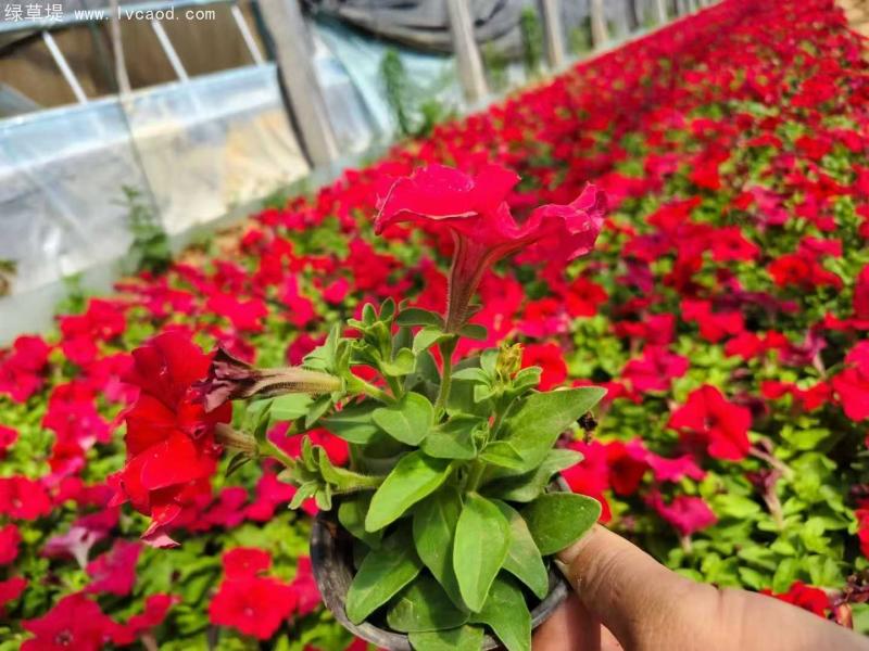 牽?；ㄅ柙?/></p><p style=