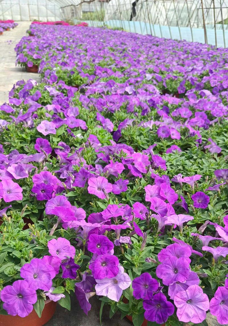 牽?；ㄅ柙?/></p><p style=