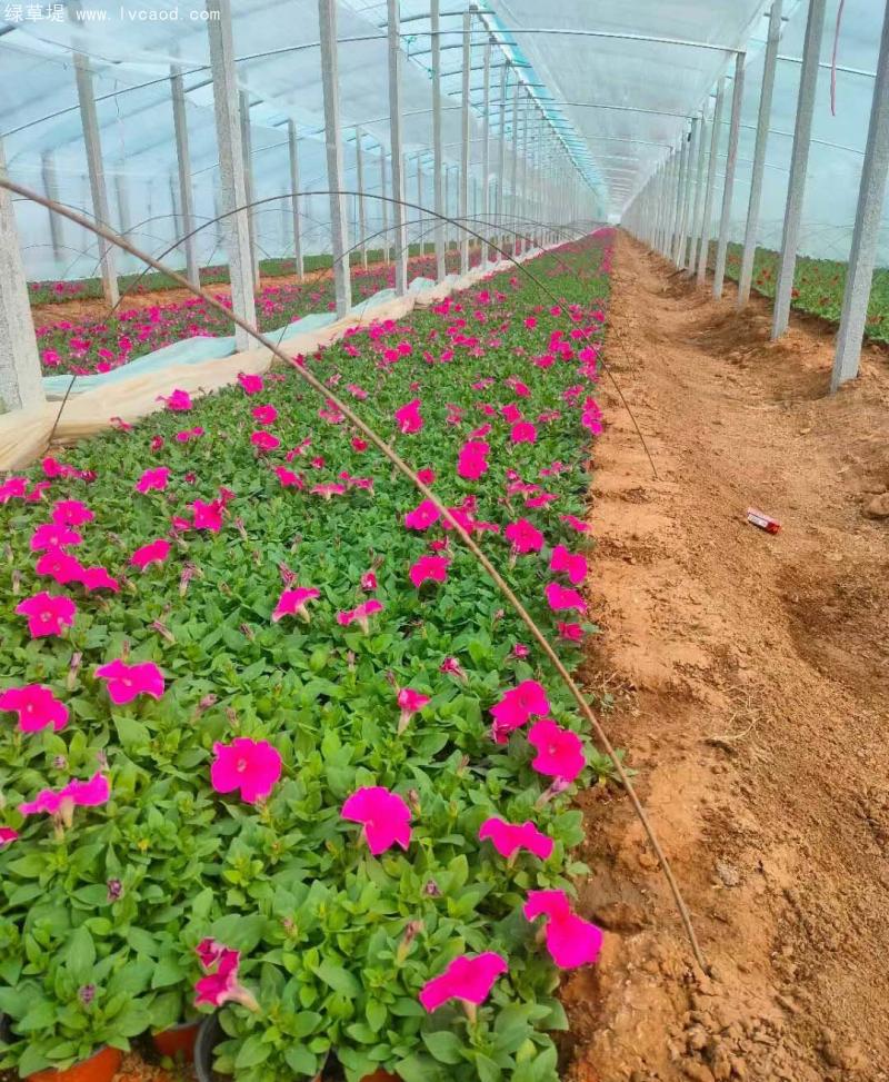 牽?；ㄅ柙?/></p><p style=