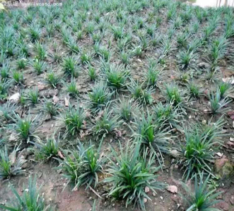 日本矮麥冬玉龍草