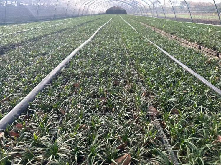 日本矮麥冬托盤苗