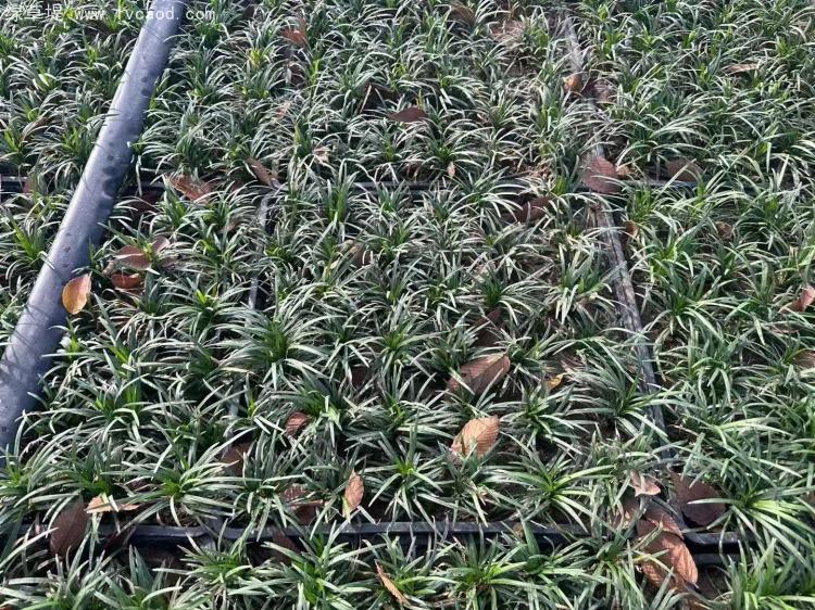 日本矮麥冬托盤苗