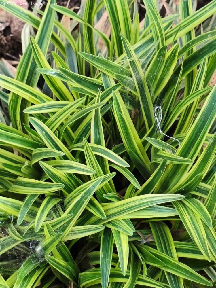 金邊金葉麥冬 金邊金葉麥冬